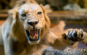 Tucson International Wildlife Museum