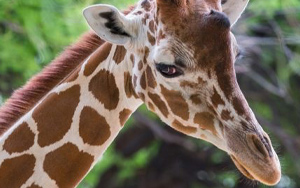 Tucson International Wildlife Museum